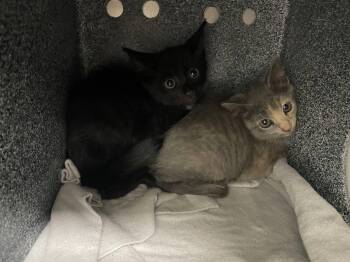 Evilturd -  Domestic Short Hair Cat for Adoption in Kimberlin Heights, Tennessee - Evilturd | PetCurious