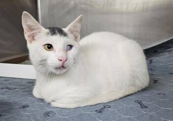 Rescue Domestic Short Hair Cats for Adoption in Pasadena, Texas - DEWEY | PetCurious