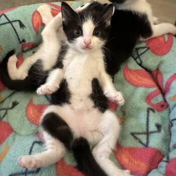 Oxfords -  Domestic Short Hair Cat Available for Adoption in Elfin Forest, California - Oxfords | PetCurious