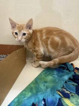 Pippin -  Domestic Short Hair Cat for Adoption in Pequot Lakes, Minnesota - Pippin | PetCurious