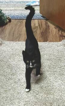Kumari -  Domestic Short Hair Cat for Adoption in Faribault, Minnesota - Kumari | PetCurious
