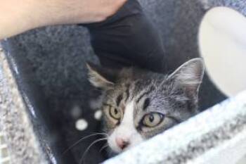 Rescue Domestic Short Hair Cats for Adoption in Weatherford, Texas - Kimberly | PetCurious