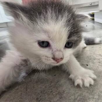 Domestic Short Hair Cats Available for Adoption in Jasper, Indiana - Caleb | PetCurious