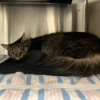 Domestic Long Hair Cats Available for Adoption in Grand Rapids, Michigan - Keke | PetCurious