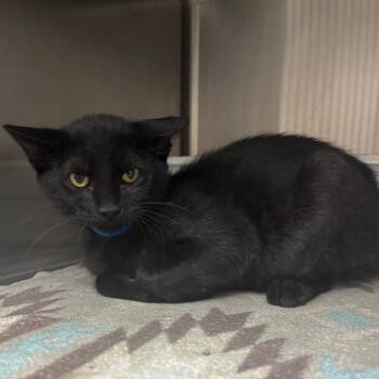 Diesel -  Domestic Short Hair and American Bobtail Cat for Adoption in Lakeland, Florida - Diesel | PetCurious