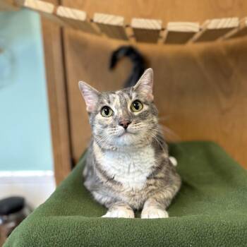 Montclaire--In Foster -  Domestic Short Hair Cat for Adoption in Fargo, North Dakota - Montclaire--In Foster | PetCurious