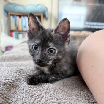 Pandora -  Domestic Short Hair Cat for Adoption in Hollywood, Florida - Pandora | PetCurious