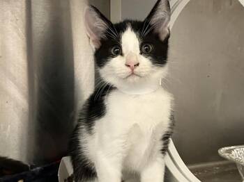 Domestic Short Hair Cats Available for Adoption in Tustin, California - DAZZLE | PetCurious