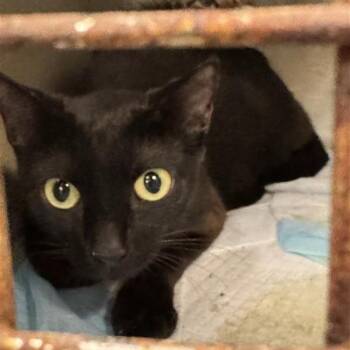 Julie -  Domestic Short Hair Cat for Adoption in Bentonville, Arkansas - Julie | PetCurious