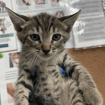 Preston -  Domestic Short Hair Cat Available for Adoption in Edinburg, Texas - Preston | PetCurious