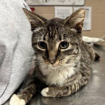Domestic Short Hair Cats Available for Adoption in Newport, North Carolina - Wisdom | PetCurious