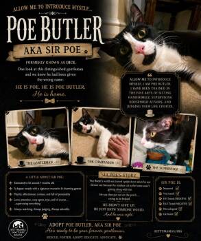 Poe Butler (Mr. Poe or Poe Poe) -  Domestic Short Hair Cat for Adoption in Telford, Pennsylvania - Poe Butler (Mr. Poe Or Poe Poe) | PetCurious