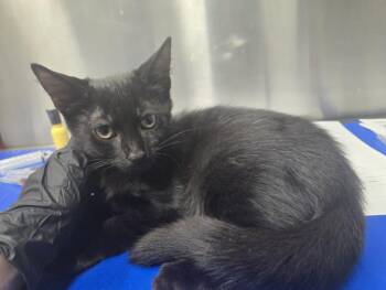 RENEGADE -  Domestic Short Hair Cat for Adoption in Hagerstown, Maryland - RENEGADE | PetCurious