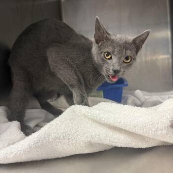 TUSC-Stray-84941 -  Domestic Short Hair Cat for Adoption in Tuscaloosa, Alabama - TUSC-Stray-84941 | PetCurious
