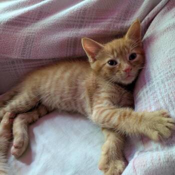 Tater -  Domestic Short Hair Cat for Adoption in Durham, North Carolina - Tater | PetCurious