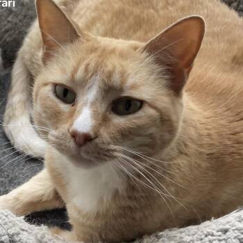 Domestic Short Hair Cats Available for Adoption - Rosie - Sweet Shy Senior ! | PetCurious
