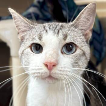 Rescue Siamese and Snowshoe Cats for Adoption in Jefferson, Wisconsin - Ralph Lauren - Reduced Fee! | PetCurious