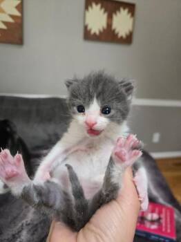 Domestic Short Hair Cats Available for Adoption in Hamilton, Ohio - Stewie | PetCurious