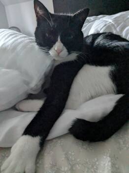 Shadow (Carly) -  Tuxedo Cat for Adoption in Brampton, Ontario - Shadow (Carly) | PetCurious