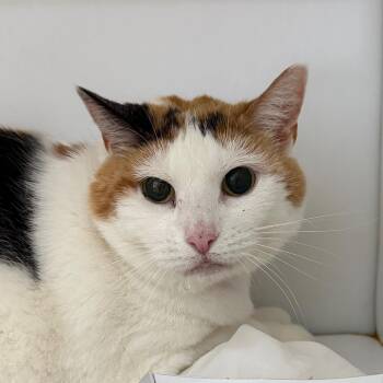 Girlie -  Domestic Short Hair Cat for Adoption in Chattanooga, Tennessee - Girlie | PetCurious