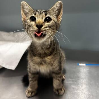 Skittles -  Domestic Short Hair Cat for Adoption in Chattanooga, Tennessee - Skittles | PetCurious