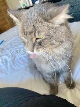 Domestic Long Hair and Maine Coon Cats Available for Adoption - Mackerel | PetCurious