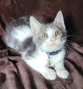 Domestic Long Hair Cats Available for Adoption in New Braunfels, Texas - Gismo | PetCurious