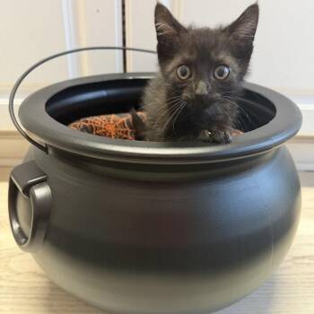 Winifred lobby cage -  Domestic Medium Hair Cat for Adoption in Granville, Ohio - Winifred Lobby Cage | PetCurious