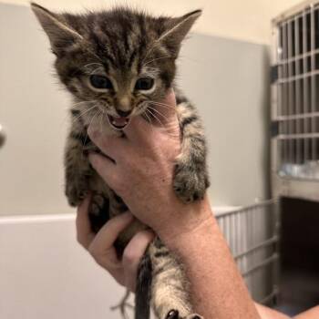 Starfish -  Domestic Short Hair Cat for Adoption - Starfish | PetCurious