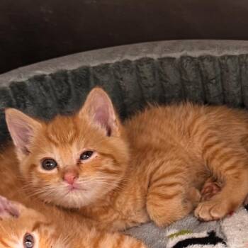 Seamus -  Domestic Short Hair Cat for Adoption in Gloucester, Virginia - Seamus | PetCurious