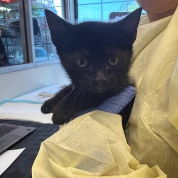 Leclerc -  Domestic Short Hair Cat for Adoption in Salt Lake City, Utah - Leclerc | PetCurious