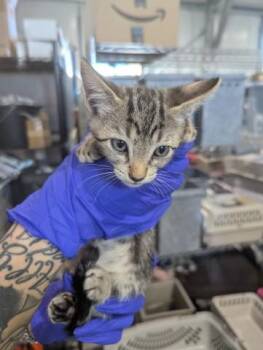 RICARDO -  Domestic Short Hair Cat for Adoption in San Bernardino, California - RICARDO | PetCurious