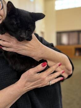 Shuri ( AV) -  Bombay and Domestic Short Hair Cat for Adoption in Napa, California - Shuri ( AV) | PetCurious