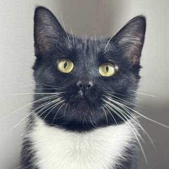Tuxedo Cats Available for Adoption in Chicago, Illinois - Moira | PetCurious