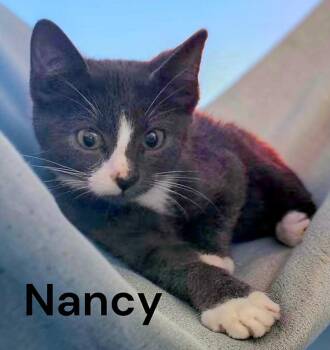 Nancy -  Domestic Short Hair Cat for Adoption in Weems, Virginia - Nancy | PetCurious