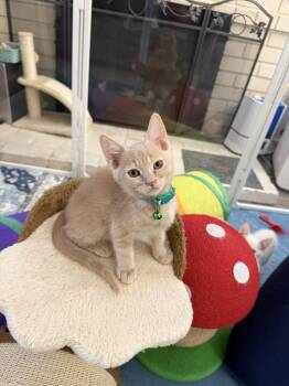 Tennesse -  Domestic Short Hair and Tabby Cat for Adoption in Laguna Niguel, California - Tennesse | PetCurious