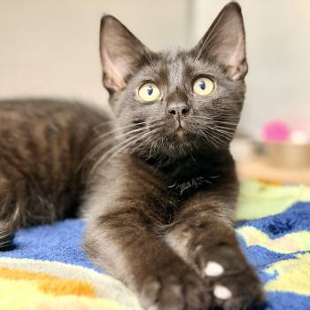 Woody -  Domestic Short Hair Cat for Adoption in Jackson Township, New Jersey - Woody | PetCurious
