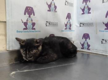 Domestic Short Hair Cats Available for Adoption in Orlando, Florida - GINGER | PetCurious