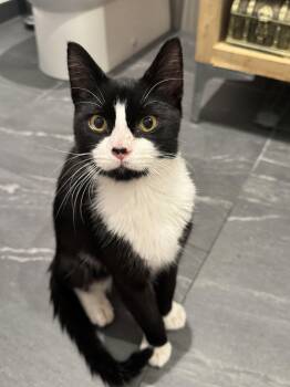 Milky Way -  Domestic Short Hair and Tuxedo Cat for Adoption in New York, New York - Milky Way | PetCurious