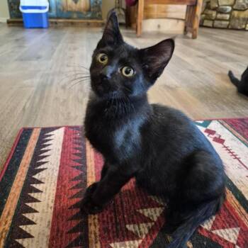 Hudson -  Domestic Short Hair Cat for Adoption in Prescott, Arizona - Hudson | PetCurious