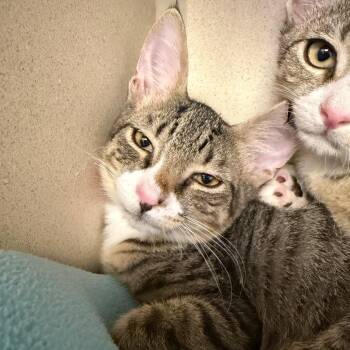 Clark -  Domestic Short Hair Cat for Adoption in New York, New York - Clark | PetCurious