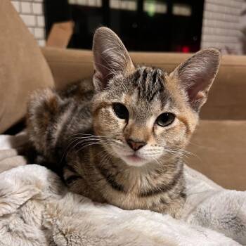 Domestic Short Hair Cats Available for Adoption - Kuromi | PetCurious