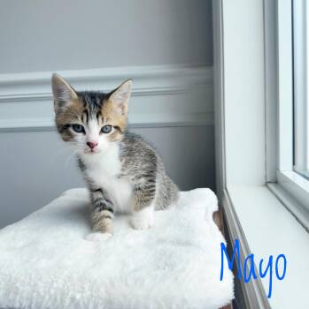 Domestic Short Hair Cats Available for Adoption in Bethel, Ohio - Mayo  | PetCurious