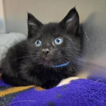 Biggie -  Domestic Short Hair Cat Available for Adoption in Nashville, Tennessee - Biggie | PetCurious