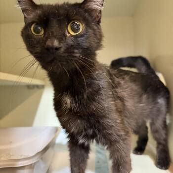 Springy -  Domestic Short Hair Cat for Adoption in Plainfield, Illinois - Springy | PetCurious