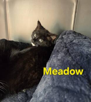 Meadow -  Tuxedo Cat for Adoption in Atglen, Pennsylvania - Meadow | PetCurious