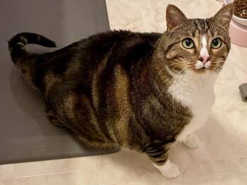 Domestic Short Hair Cats Available for Adoption - Meatball | PetCurious