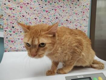 Rescue Domestic Short Hair Cats for Adoption in Maumee, Ohio - August | PetCurious