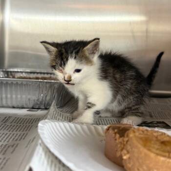 Domestic Medium Hair Cats Available for Adoption in Pauls Valley, Oklahoma - A-Train | PetCurious