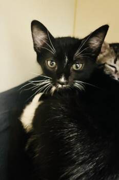 Domestic Short Hair Cats Available for Adoption - Igor (Pounce Cat Cafe) | PetCurious